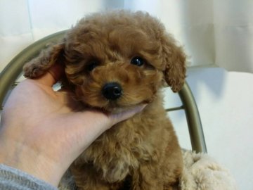 トイプードル(トイ)【愛媛県・女の子・2017年12月9日・レッド アプリコット】の写真「可愛いお顔のおっとりとした女の子」