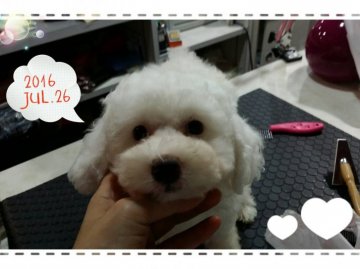 トイプードル(トイ)【愛媛県・女の子・2016年5月29日・ホワイト&クリーム】の写真「むっちりちゃん^^ホワイト&クリームブチPoint」