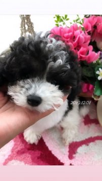 トイプードル(タイニー)【愛媛県・男の子・2019年9月5日・ホワイト&シルバー】の写真「もふもふ♥ブチブチ♥レアカラープードル♥」