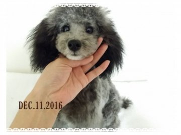 トイプードル(タイニー)【愛媛県・女の子・2016年7月24日・シルバー】の写真「性格ハナマル♪良血統綺麗なシルバーの女の子」
