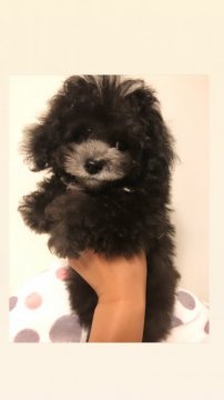 トイプードル(ティーカップ)【愛媛県・女の子・2019年9月5日・シルバー】の写真「お鼻がすごく短くて丸顔♥身体はショートボディ♥」