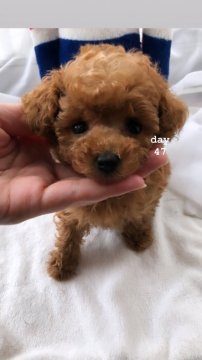 トイプードル(ティーカップ)【愛媛県・男の子・2020年5月9日・アプリコット】の写真「かわいい両親、両親の両親、祖父母もかわいいです♡」