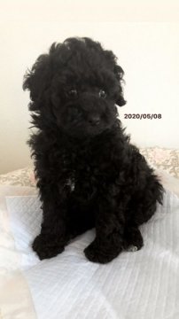 トイプードル(トイ)【愛媛県・男の子・2020年3月14日・黒 ブラック】の写真「3兄弟で1番しっかりサイズのボクです^^*」