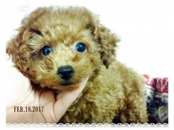 トイプードル(タイニー)【愛媛県・女の子・2016年11月20日・レッド】の写真「コロコロドワーフ♪小ぶりティータイニー」