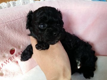 トイプードル(タイニー)【愛媛県・女の子・2018年3月4日・ブラック 黒】の写真「お目めの大きな可愛いお顔の双子兄妹🐾」