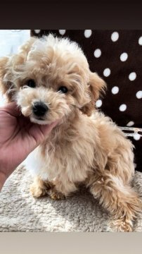 トイプードル(タイニー)【愛媛県・女の子・2019年10月26日・クリーム アプリコット&ホワイト】の写真「ミルクティーカラーの優しい毛色♡短足で可愛い私♡」