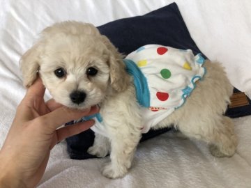 トイプードル(トイ)【愛媛県・男の子・2018年6月25日・ホワイト クリーム】の写真「コロコロボディのボク(^^)健康優良児タイプ♡」