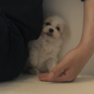 マルプー【愛媛県・女の子・2023年6月24日・パーティーカラー】の写真「もふもふ短足コロコロbabyちゃん♡」