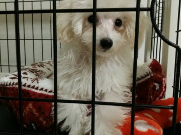 トイプードル(タイニー)【愛媛県・男の子・2016年7月28日・ホワイト】の写真「涙やけのない くりっとした可愛いタレ目くん。」