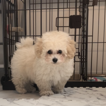 トイプードル(タイニー)【愛媛県・男の子・2024年1月25日・クリーム】の写真「もこもこ♡ まんまるお目目の1姫2太郎baby♡」