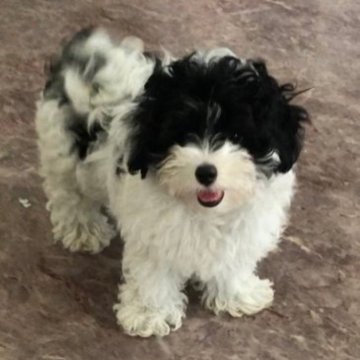 マルプー【愛媛県・男の子・2023年6月24日・ホワイト&ブラック パーティーカラー】の写真「プードル強め♡穏やかで良い子のボクです☺︎♡」