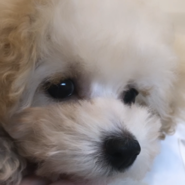 トイプードル(タイニー)【愛媛県・女の子・2023年9月18日・クリーム】の写真「優しい毛色の可愛い女の子ෆ‪」