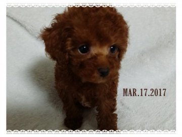 トイプードル(タイニー)【愛媛県・女の子・2017年1月15日・レッド】の写真「小さめティータイニー♪とってもお顔の可愛い女の子♪」