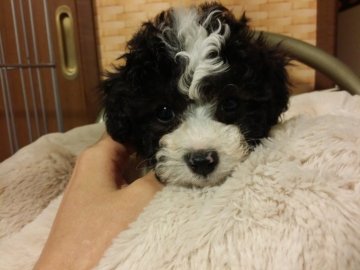 トイプードル(タイニー)【愛媛県・女の子・2017年11月24日・ホワイト&シルバーパーティーカラー】の写真「綺麗に柄♡可愛いお顔のパーティー姫」