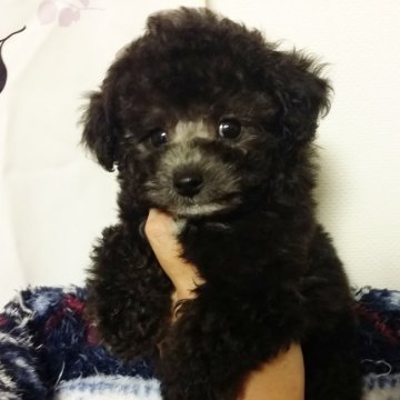 トイプードル(タイニー)【愛媛県・男の子・2018年1月14日・シルバー】の写真「優しいお顔の可愛いらしいシルバーくん♪」