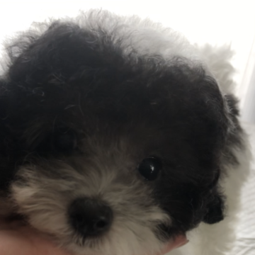 トイプードル(タイニー)【愛媛県・男の子・2023年7月14日・ホワイト&シルバーパーティーカラー】の写真「ティーサイズかな？ホワイト&シルバーパーティーでෆ」