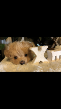 ポメプー【愛媛県・女の子・2018年10月21日・ベージュ系アプリコット】の写真「童顔、お鼻の短い幼顔♡とにかく可愛いコロコロ姫」