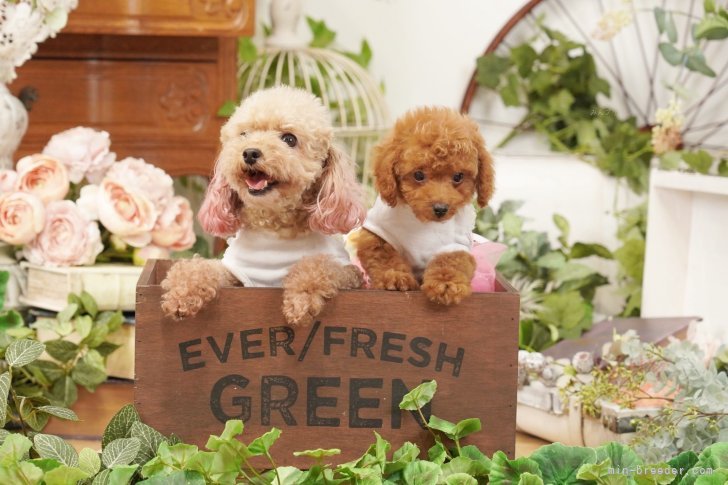 遠藤　朗子(えんどう　さえこ)ブリーダー(茨城県・トイプードルなど・JKC登録)の紹介写真7