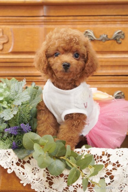 遠藤　朗子(えんどう　さえこ)ブリーダー(茨城県・トイプードルなど・JKC登録)の紹介写真8