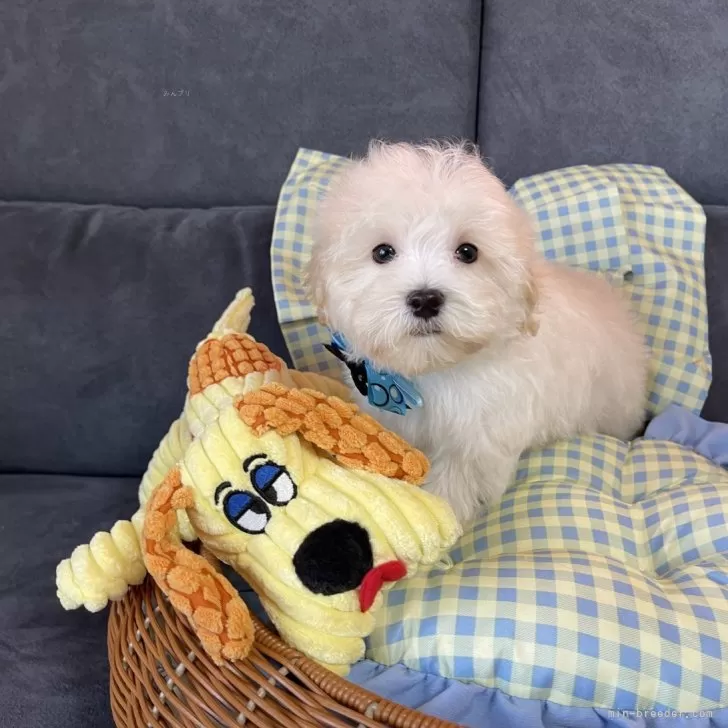 ID：2501-06193の子犬