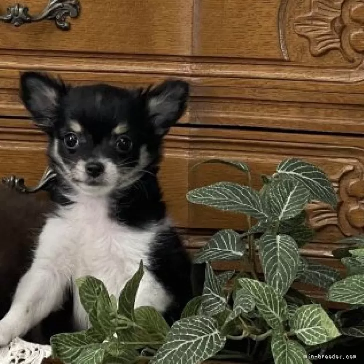 チワワ(ロング)【茨城県・男の子・2025年7月23日・ブラック&amp;ホワイト】の写真1