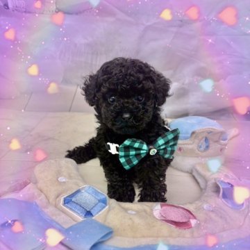 ティーカッププードル【茨城県・男の子・2025年9月6日・ブラック】の写真「イケメン三銃士💚ティーカップちゃん」