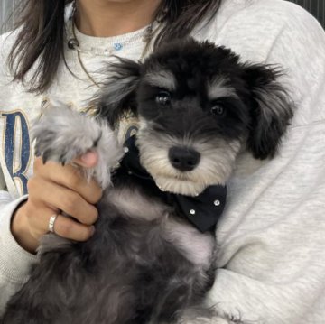 ミニチュアシュナウザー【茨城県・男の子・2025年6月19日・ブラック&シルバー】の写真「🆕動画Up🩵」