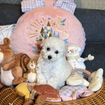 トイプードル(ティーカップ)【茨城県・女の子・2025年10月16日・クリーム】の写真「大人しくておっとりした姫👸」