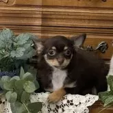 チワワ(ロング)