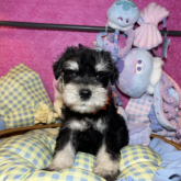 ミニチュアシュナウザー