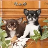 チワワ(ロング)【茨城県・男の子・2025年7月23日・ブラック&ホワイト】の写真2