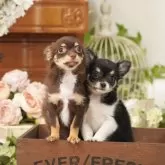 チワワ(ロング)【茨城県・男の子・2025年7月23日・ブラック&ホワイト】の写真3