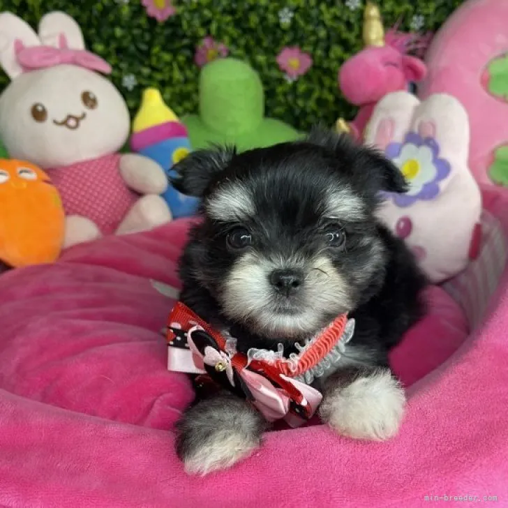 ID：2305-05160の子犬