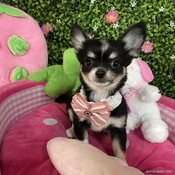 ID：2404-01380の子犬