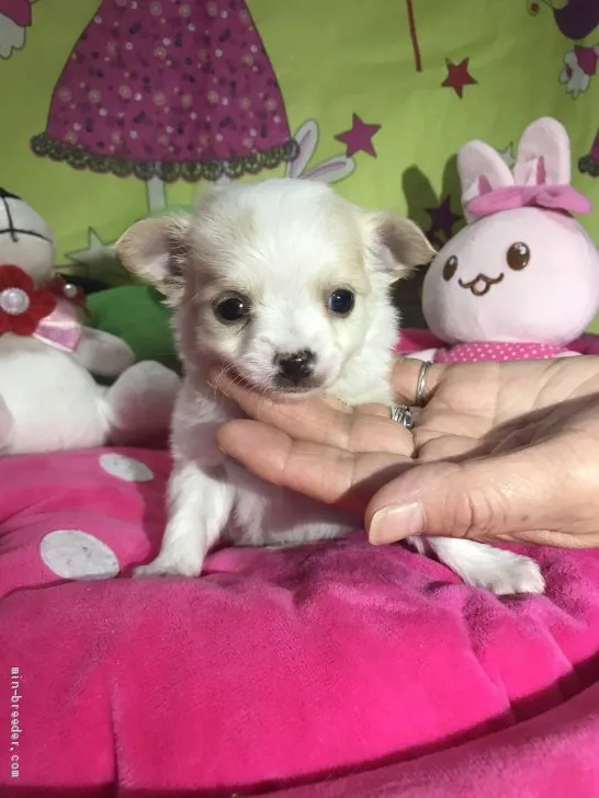 ID：2003-03369の子犬