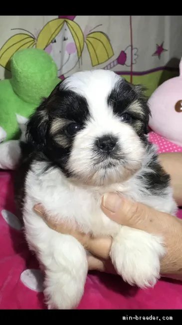 joyce 様のお迎えした子犬