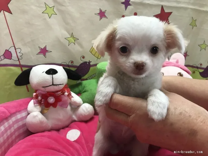 ID:2003-03366の子犬