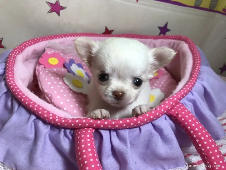 ID:1907-01078の子犬