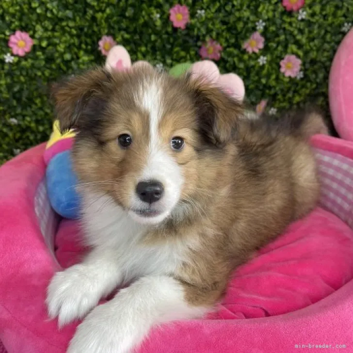 S.S 様のお迎えした子犬