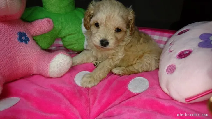 ID:1801-00906の子犬