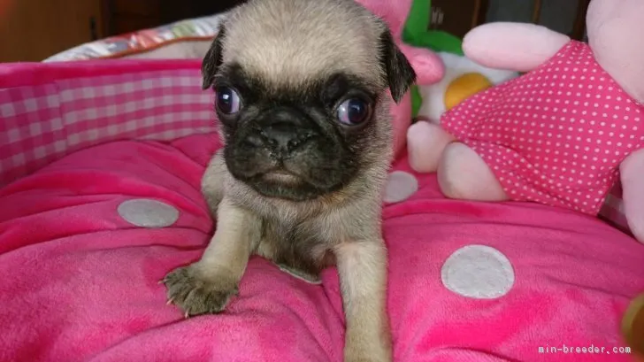 ID:1802-01905の子犬