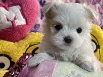 マルチーズ【茨城県・女の子・2020年11月9日・ホワイト】の写真「スノーホワイトな4人兄妹❄️」