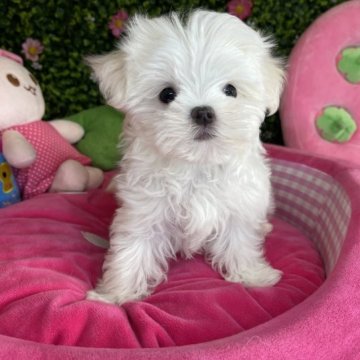 マルチーズ【茨城県・男の子・2022年12月4日・ホワイト】の写真「仲良しおっとり兄弟🎗※小さめくん」