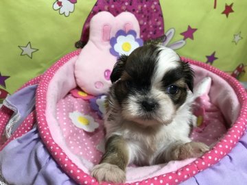 シーズー【茨城県・女の子・2019年7月30日・レッド&ホワイト】の写真「コロコロした4人兄妹👫」
