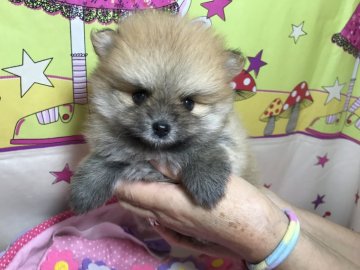 ポメラニアン【茨城県・男の子・2019年6月1日・オレンジ】の写真「毛量モフモフ！つまってるタヌキ顔☆」