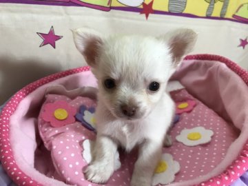 チワワ(ロング)【茨城県・男の子・2019年5月27日・ホワイト&クリーム】の写真「ちっちゃなちっちゃなチワワの兄弟です🐶」