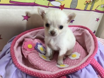 チワワ(ロング)【茨城県・女の子・2019年5月27日・ホワイト&クリーム】の写真「ちっちゃなちっちゃなチワワの兄妹ちゃん🐶」