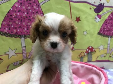 キャバリア【茨城県・男の子・2019年6月4日・ブレンハイム】の写真「大人しいお利口さん」