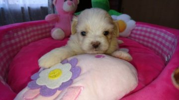チワワ×シーズー【茨城県・男の子・2017年11月20日・クリーム】の写真「オンリーワンのミックス犬」