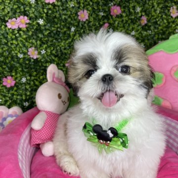 シーズー【茨城県・男の子・2024年2月6日・ホワイト&ゴールド】の写真「人懐こい優しいこです」